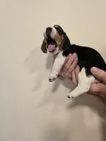 Brenda , a female Basset Hound for sale in Bend, OR – 6 of 10
