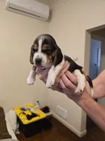 Brenda , a female Basset Hound for sale in Bend, OR – 7 of 10
