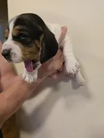 Brenda , a female Basset Hound for sale in Bend, OR – 2 of 10