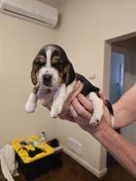 Brenda , a female Basset Hound for sale in Bend, OR – 9 of 10