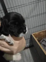 Sasha, a female Basset Hound for sale in Bend, OR – 5 of 5