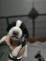 Jr., a male Basset Hound for sale in Bend, OR – 4 of 4