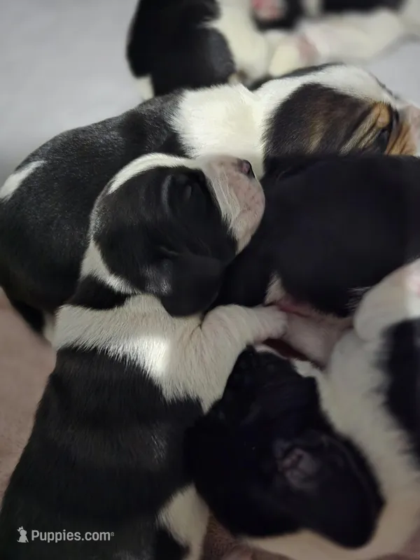 Jr. – Basset Hound puppy for sale in Bend, OR