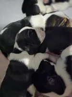 Jr., a male Basset Hound for sale in Bend, OR – 1 of 4