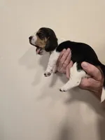 Brenda , a female Basset Hound for sale in Bend, OR – 8 of 10