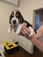 Brenda , a female Basset Hound for sale in Bend, OR – 4 of 10