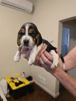 Brenda , a female Basset Hound for sale in Bend, OR – 5 of 10