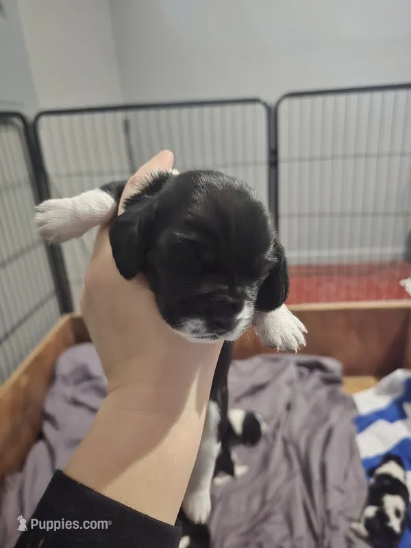 Sasha – Basset Hound puppy for sale in Bend, OR
