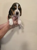 Brenda , a female Basset Hound for sale in Bend, OR – 1 of 10