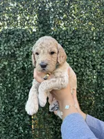 Chico, a male Goldendoodle for sale in Miami, FL – 2 of 5
