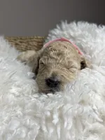 Guava, a female Goldendoodle for sale in Miami, FL – 4 of 4