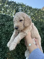 Colada, a male Goldendoodle for sale in Miami, FL – 2 of 5