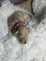 Reina, a female Goldendoodle for sale in Miami, FL – 4 of 5