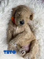 Tito, a male Goldendoodle for sale in Miami, FL – 5 of 5