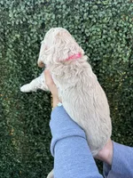 Reina, a female Goldendoodle for sale in Miami, FL – 3 of 5