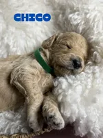 Chico, a male Goldendoodle for sale in Miami, FL – 5 of 5