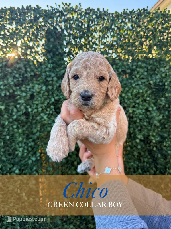 Chico – Goldendoodle puppy for sale in Miami, FL