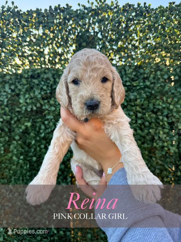 Reina – Goldendoodle puppy for sale in Miami, FL