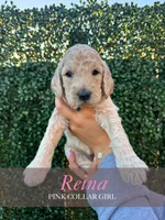 Reina, a female Goldendoodle for sale in Miami, FL – 1 of 5