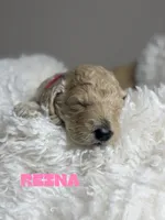 Reina, a female Goldendoodle for sale in Miami, FL – 5 of 5