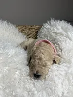 Guava, a female Goldendoodle for sale in Miami, FL – 3 of 4