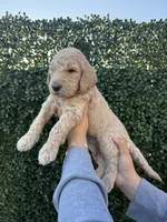 Tito, a male Goldendoodle for sale in Miami, FL – 2 of 5