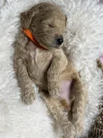 Tito, a male Goldendoodle for sale in Miami, FL – 4 of 5