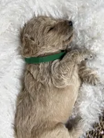 Chico, a male Goldendoodle for sale in Miami, FL – 4 of 5