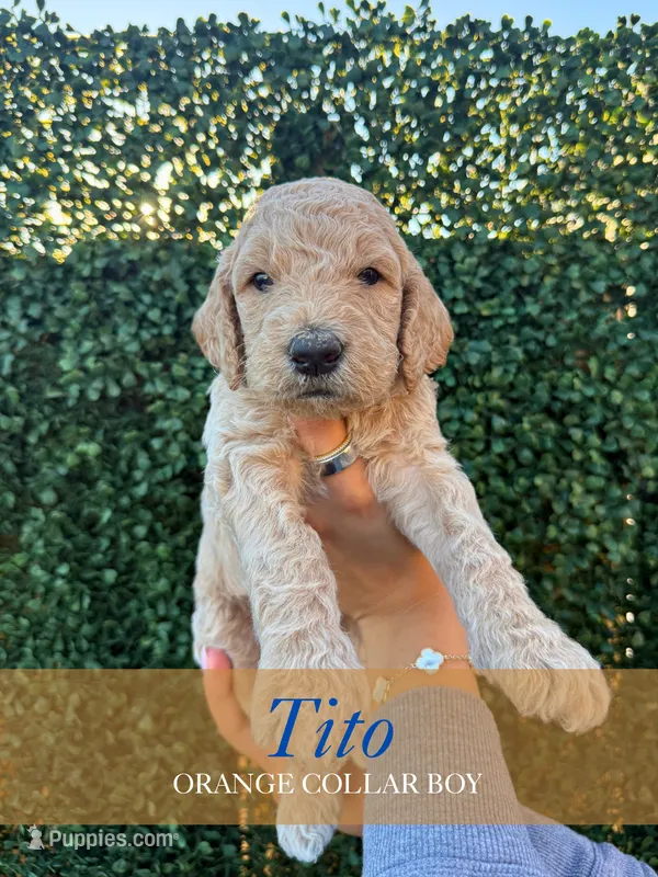 Tito – Goldendoodle puppy for sale in Miami, FL