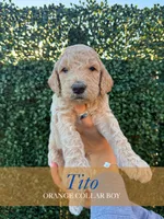 Tito, a male Goldendoodle for sale in Miami, FL – 1 of 5