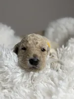 Celia, a female Goldendoodle for sale in Miami, FL – 3 of 4