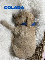 Colada, a male Goldendoodle for sale in Miami, FL – 5 of 5