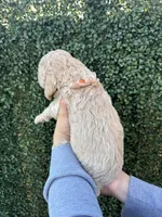 Tito, a male Goldendoodle for sale in Miami, FL – 3 of 5