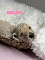 Celia, a female Goldendoodle for sale in Miami, FL – 4 of 4