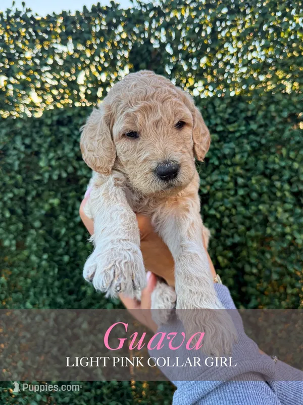 Guava – Goldendoodle puppy for sale in Miami, FL