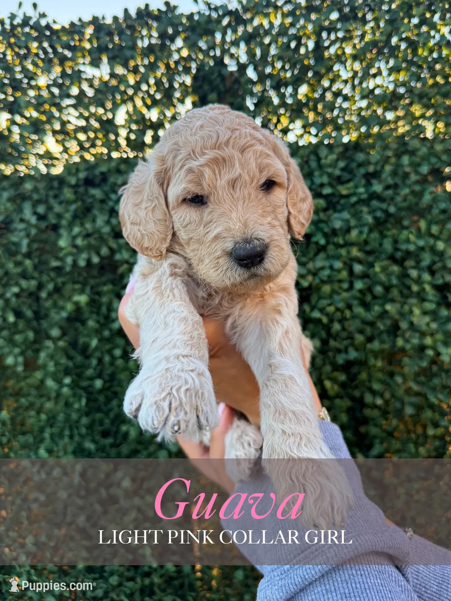 Guava, a female Goldendoodle for sale in Miami, FL – 1 of 4
