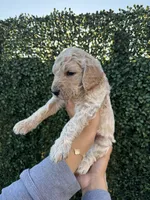 Celia, a female Goldendoodle for sale in Miami, FL – 2 of 4