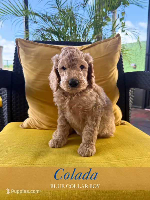Colada – Goldendoodle puppy for sale in Miami, FL