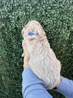Colada, a male Goldendoodle for sale in Miami, FL – 3 of 5