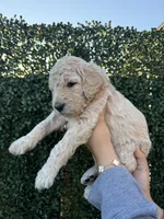 Guava, a female Goldendoodle for sale in Miami, FL – 2 of 4