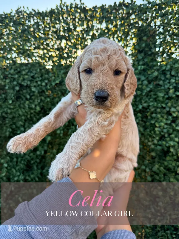 Celia – Goldendoodle puppy for sale in Miami, FL