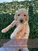 Celia, a female Goldendoodle for sale in Miami, FL – 1 of 4
