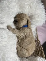 Colada, a male Goldendoodle for sale in Miami, FL – 4 of 5