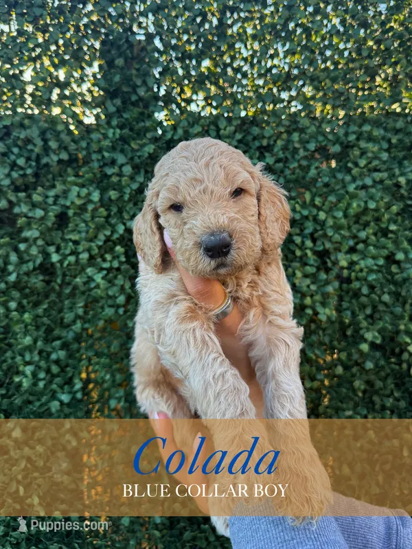 Colada – Goldendoodle puppy for sale in Miami, FL