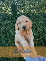 Colada, a male Goldendoodle for sale in Miami, FL – 1 of 5