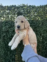 Reina, a female Goldendoodle for sale in Miami, FL – 2 of 5