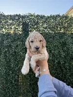 Chico, a male Goldendoodle for sale in Miami, FL – 3 of 5