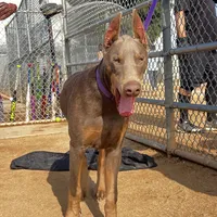 European Doberman Isaiah, a male Doberman Pinscher for sale in Van Nuys, CA – Photo 6 of 7
