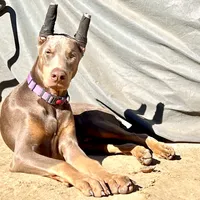 European Doberman Isaiah, a male Doberman Pinscher for sale in Van Nuys, CA – Photo 1 of 7