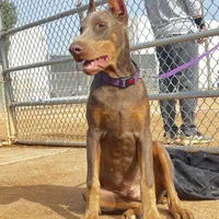 European Doberman Isaiah, a male Doberman Pinscher for sale in Van Nuys, CA – Photo 2 of 7